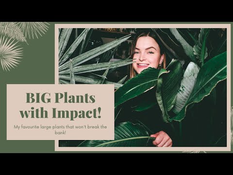 , title : 'Best Large Plants for 'Impact'!'