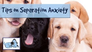 Behind The Scenes - Tips to Help With Separation Anxiety