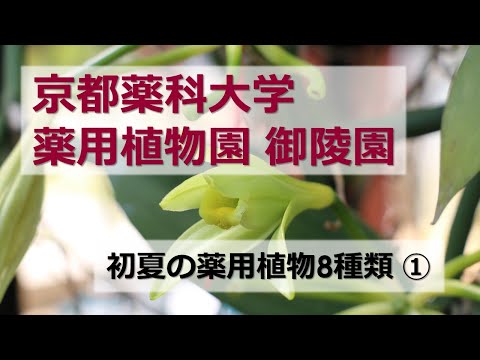 【京都薬科大学】薬用植物園 御陵園 第1弾「初夏の薬用植物①」