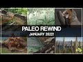 Paleo Rewind January 2022: NEW DISCOVERIES - T. rex, Human Evolution, Rare Australian Fossils + MORE