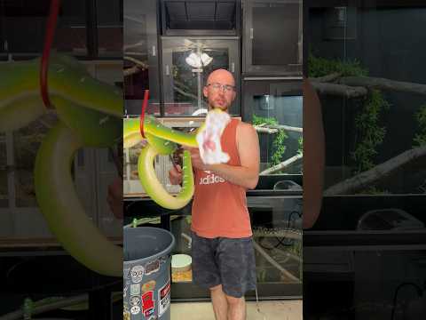 EMERALD TREE BOA STRIKE! #reptiles #snake #petanimals #pet #venomous #animals #wildlife #boa #snakes