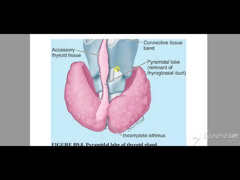 Thyroid gland lobes 2