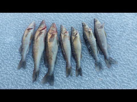 Kuha Julli, Jussi ja Riku Rikas kuhapilkillä 🐟🐟🐟 | Jussi esittelee vehkeensä 👀