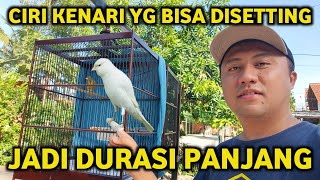 Download lagu APAKAH KENARI DURASI PENDEK BISA DISETTING BIAR BISA DURASI PANJANG❓INI CARANYA mp3
