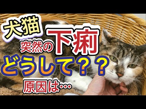 猫の下痢