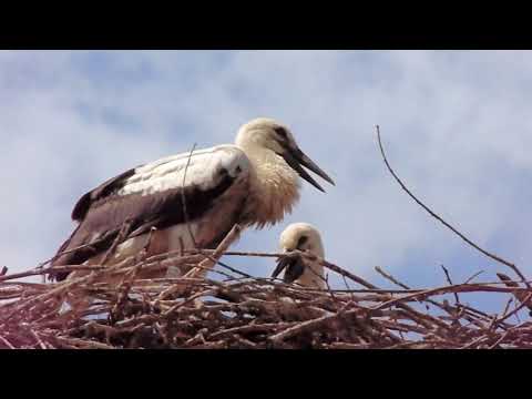 Čigoć - Village of Storks | Lonjsko Polje, Croatia
