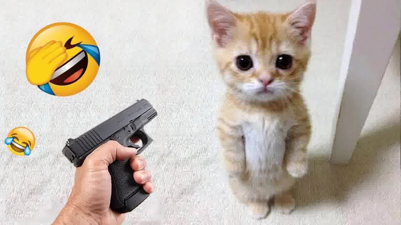 F 𝐘𝐨𝐮 𝐋𝐚𝐮𝐠𝐡 𝐘𝐨𝐮 𝐋𝐨𝐬𝐞 🐱🐤😸 𝐅𝐮𝐧𝐧𝐢𝐞𝐬𝐭 𝐃𝐨𝐠𝐬 𝐚𝐧𝐝 𝐂𝐚𝐭𝐬 𝟐𝟎𝟐𝟒 😹