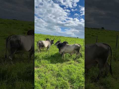 TOUROS KANKREJ NA GUZERÁ LF NA PARAÍBA #shorts