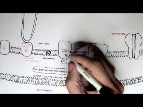 Human Metabolism Map I Glycolysis