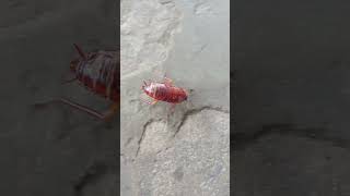 Download lagu Lipas Kudung #shorts mp3