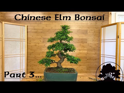 Chinese Elm Pruning Part 3... - Greenwood Bonsai