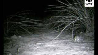 preview picture of video 'Long tailed dunnart caught on camera trap in Southwest Australia'