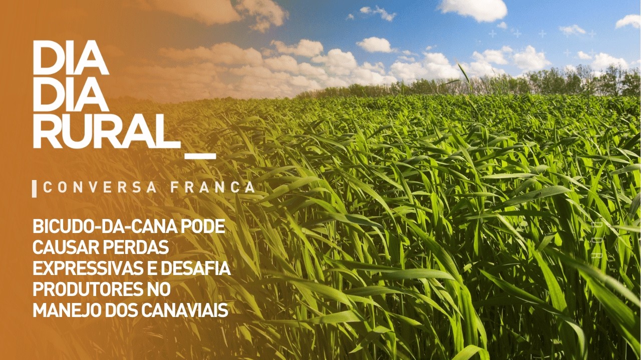 Bicudo-da-Cana pode causar perdas expressivas e desafia produtores no manejo dos canaviais