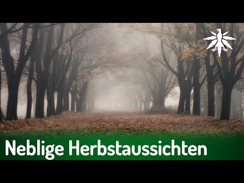 Neblige Herbstaussichten für Cannabis | DHV-News # 477