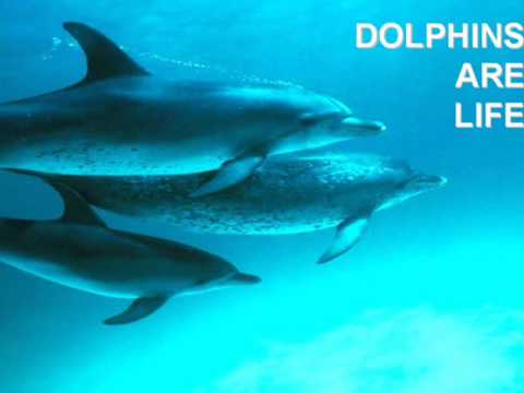 NEW ACID WAVE - THE DOLPHIN SPEAKS (2002)