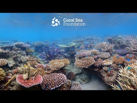Lizard Island Coral Reef Study Tour 2022