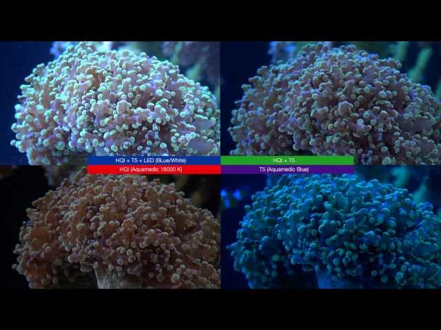 LED vs T5 vs HQI - Light reef tank story
