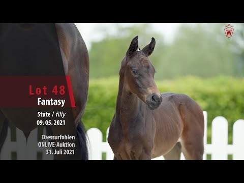 Onlive-Auktion Dressurfohlen Lot 48 Fantasy Stute v. Franziskus - Rock Forever I