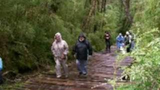 preview picture of video 'Puerto Blest - 2/3 Cascada de los Cantaros y Selva Valdiviana'