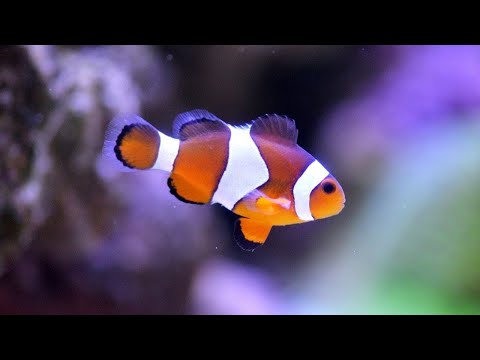 Clownfish Breeding Set Up Tour