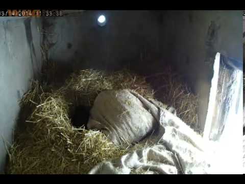 Nabc .. Holly the bear cub: Bear in a Blanket  Mar. 14, 2014
