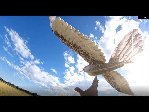 Dancing Wing Eagle V2 1430mm Maiden LOW Flight.