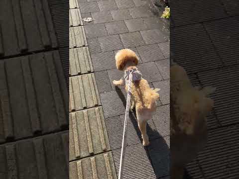 経営学科 草が気になるトイプードル14ヶ月　 #toypoodle #トイプードル