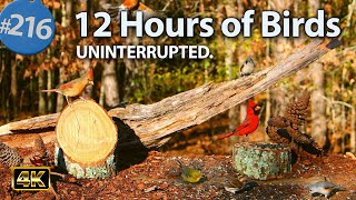 Relaxing TV for Cats 😻12 Hours of Uninterrupted Birds 🐦 Cat TV @LensMyth