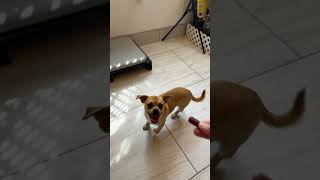 Video preview image #1 Pug-Unknown Mix Puppy For Sale in Benton, LA, USA