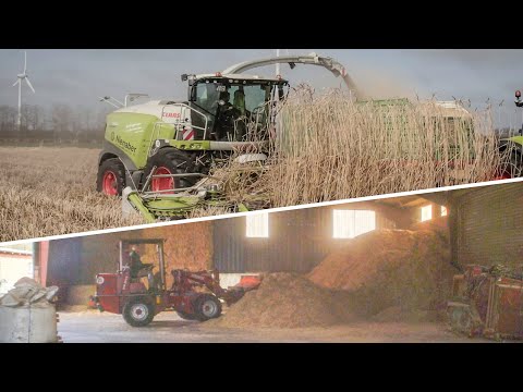 Lohnbetrieb Hilmar Thomßen | Miscanthus häckseln - CLAAS 960 Jaguar - INTERESSANTE Verwertung! | 4K