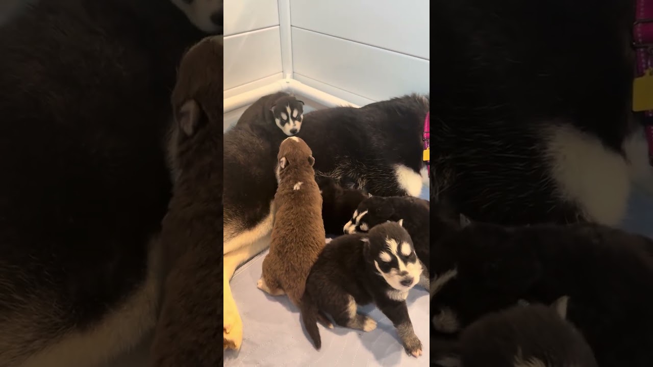 Enlarge Junior, a Adoptable mixed breed in Lyndhurst, OH video 4/4