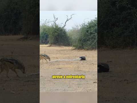 Honey Badger always settles scores on the spot.#animals #Foryou #Friendship #Us #fyp