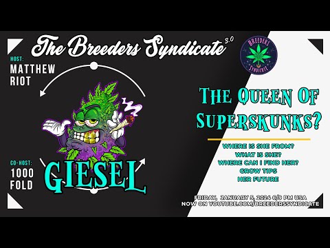 Queen of Superskunks? Giesel Drop | Codex Update | Most Underrated Chem? Super Skunk Queen? S10 E05
