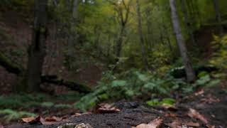 Unwanted Bigfoot – Bigfoot’s Wilderness