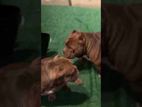 2NASTY EXOTIC BULLY N HEAT🤯🔥 #shorts #americanbully  #dogs