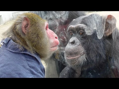 チンパンジーの仲間もお互いを信頼し合う