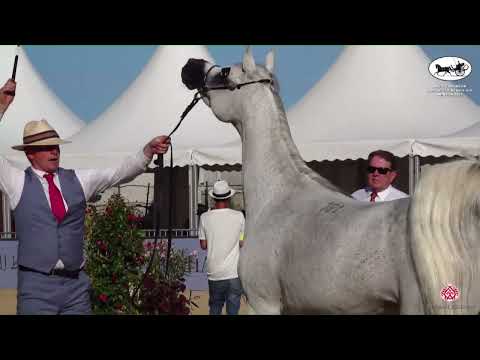 N 67 ANAWA   Mediterranean and Arab Countries AHC   Menton 2022   Mares 9+ Years Old Class 5