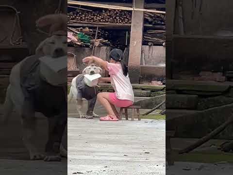 When Little Buddy's Around, Nothing Goes as Planned. #LabradorLove