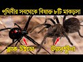 সবথেকে বিষাক্ত ৮ টি মাকড়সা | Top 8 Most Venomous Spider | Most Dangerous 