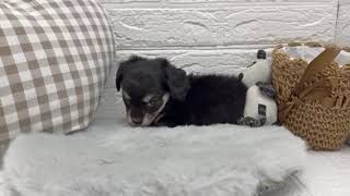 ハーフ犬の動画01