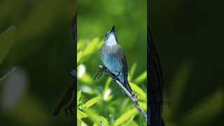 Download lagu Masteran burung sikatan rimba dada coklat bali full materi #birds #srdcbali  #birdsinging mp3 Download lagu Masteran burung sikatan rimba dada coklat bali full materi #birds #srdcbali  #birdsinging mp3