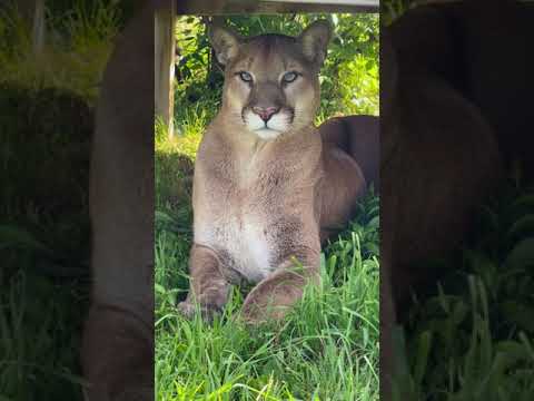 A cougar? A puma?? Which one is it? || The Wildcat Sanctuary