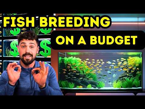 Breeding Aquarium Fish for Profit | On A Budget