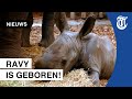 Schattige beelden: witte neushoorn geboren