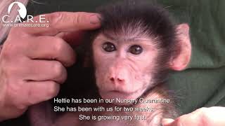 Orphan Baboon Hettie; teething & sadly more orphans arrive