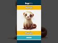 ferret - hurón video thumbnail