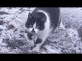 Tuxedo Cat Very Scared Of Me