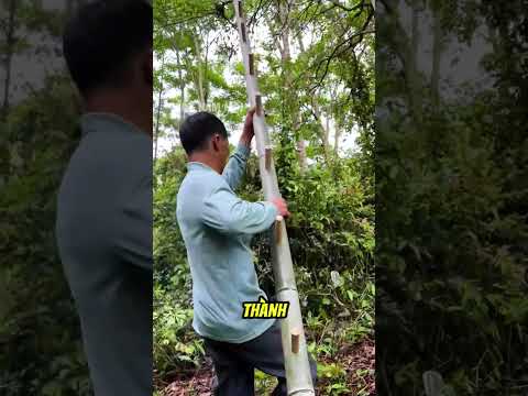 Cách người đàn ông làm thang một chân từ cây tre