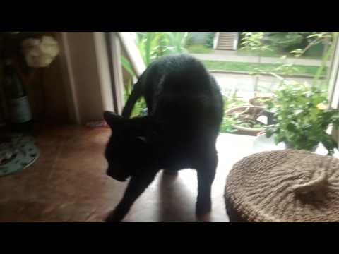 Panther tries to scare crow but yawns :-)