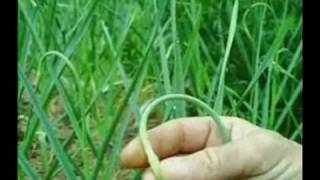 Plant Communication & Respect 7 of 7